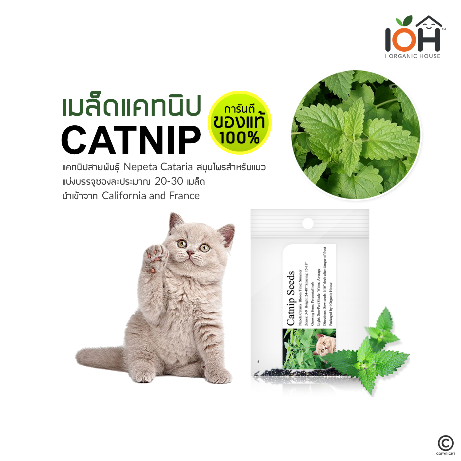 IOH Catnip Seeds from USA (Nepeta Cataria) เมล็ดแคทนิป สำหรับปลูก สมุนไพรสำหรับแมว 1 ซอง (20-30Seeds)