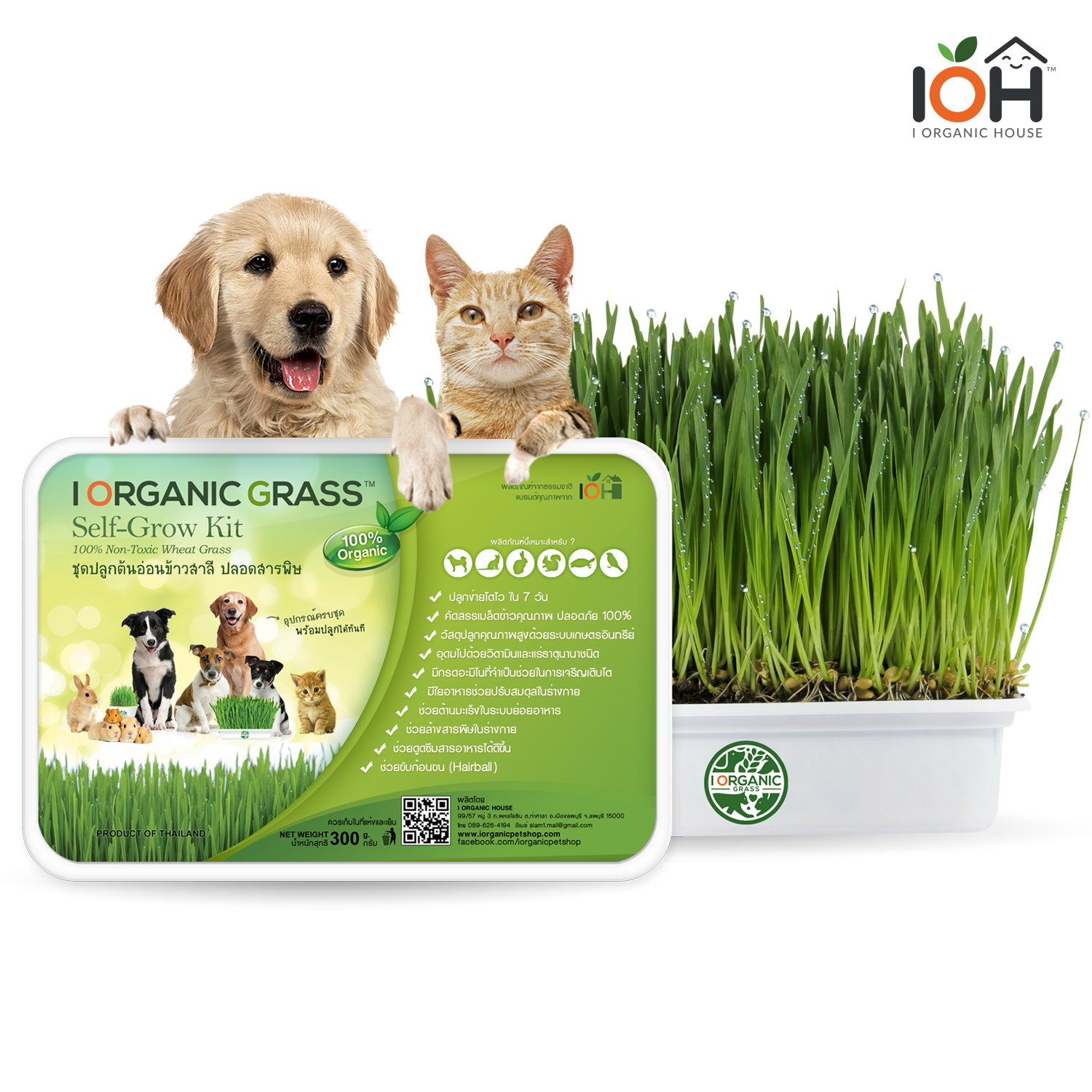 i Organic Grass ชุดปลูกต้นอ่อนข้าวสาลี สำหรับสัตว์เลี้ยง ขนาด 300 กรัม