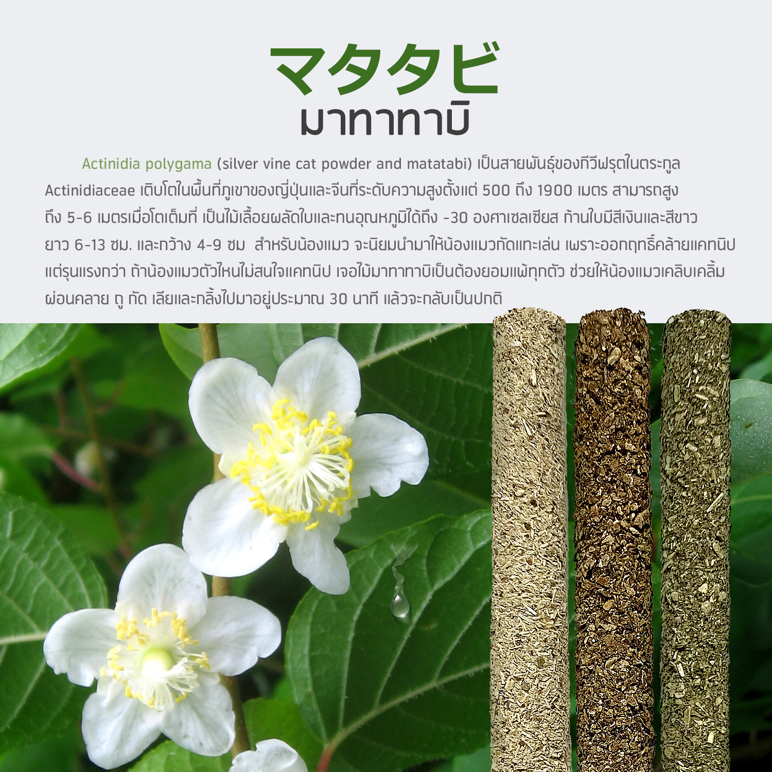 IOH POPCAT ไม้มาทาทาบิเคลือบแคทนิป ป๊อกกี้แมว ไม้ขัดฟันแมว (พร้อมส่ง)