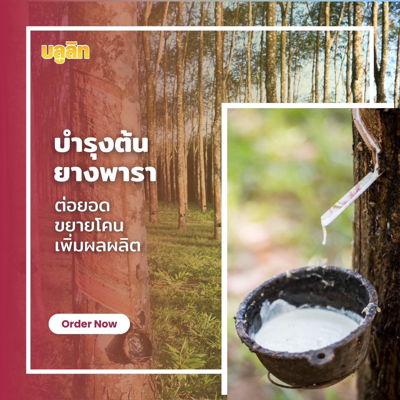 บลูลิท บำรุงต้นยางพารา