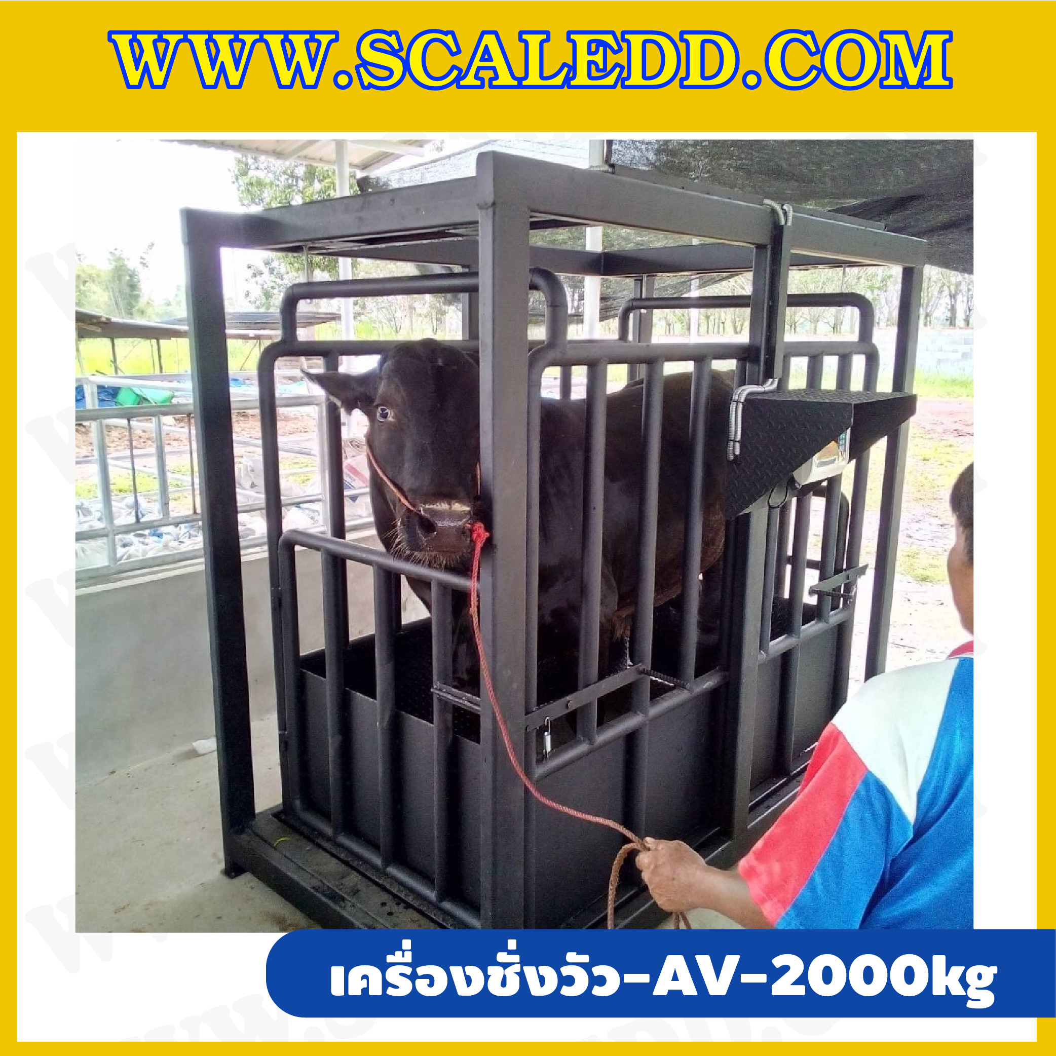เครื่องชั่งวัวแบบกรง เครื่องชั่งวัว2000kg เครื่องชั่งสัตว์2ตัน เครื่องชั่งกรงสัตว์ เครื่องชั่งน้ำหนัก2000kg ตาชั่งวัว2ตัน ตาชั่งน้ำหนักวัว เครื่องชั่งวัวแบบดิจิตอล รุ่น AV (เครื่องชั่งผ่านตรวจจากสำนักชั่งตวงวัด)