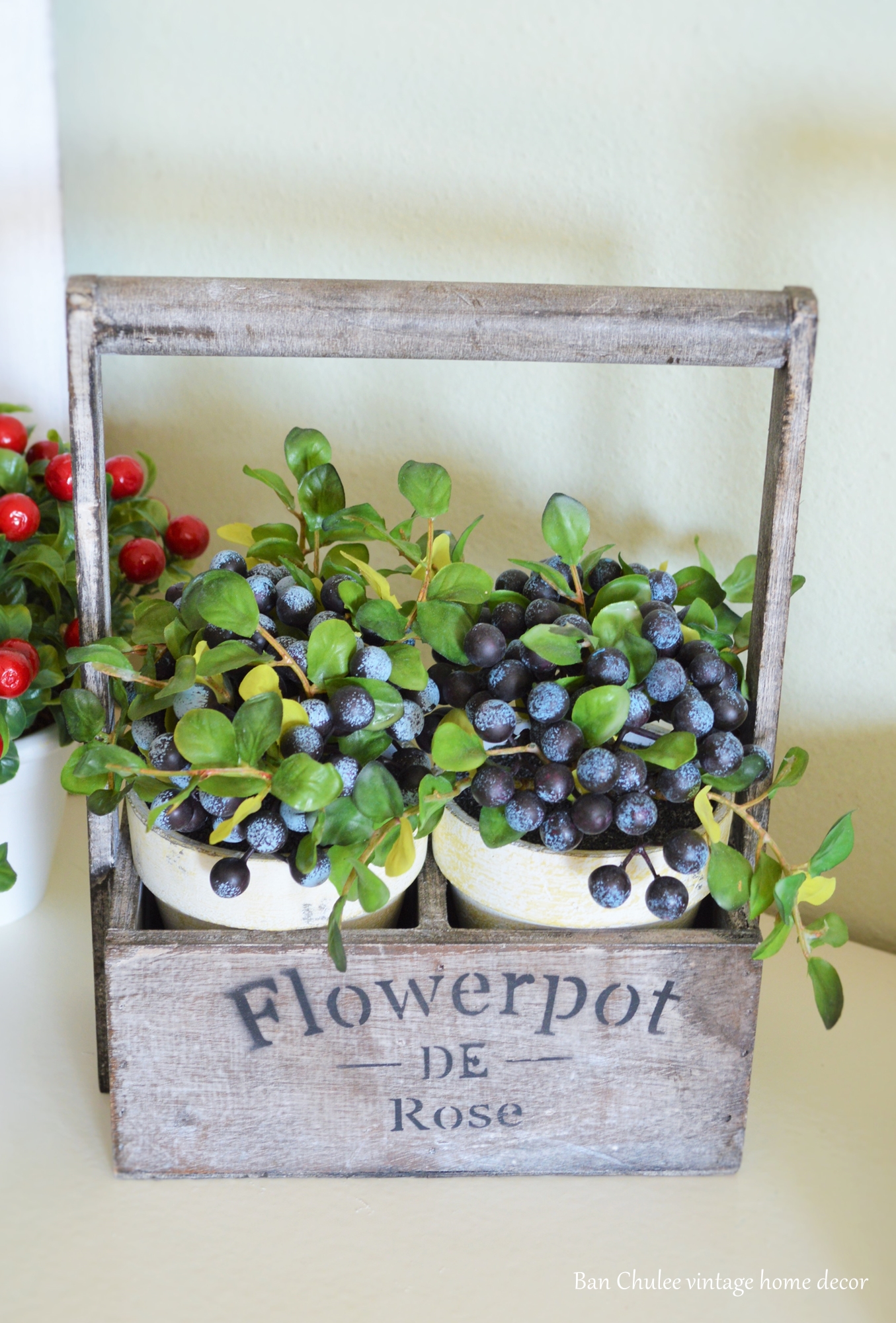 Blueberry In Flowerpot ต้นบลูเบอร์รี่ในกระถาง
