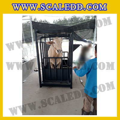 เครื่องชั่งวัวแบบกรง เครื่องชั่งวัว2000kg เครื่องชั่งสัตว์2ตัน เครื่องชั่งกรงสัตว์ เครื่องชั่งน้ำหนัก2000kg ตาชั่งวัว2ตัน ตาชั่งน้ำหนักวัว เครื่องชั่งวัวแบบดิจิตอล เครื่องชั่งยี่ห้อ Dynaweight รุ่น DW218
