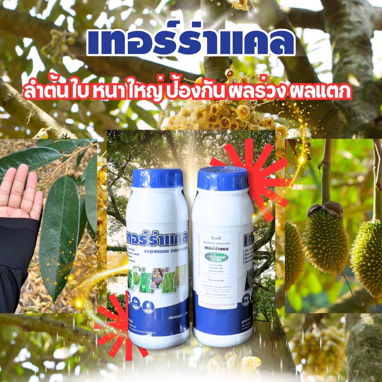 เทอร์ร่าแคล