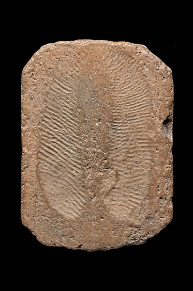 พระครูวิหารกิจจานุการ ( หลวงพ่อปาน โสนันโทเถระ ) วัดบางนมโค จ.อยุธยา