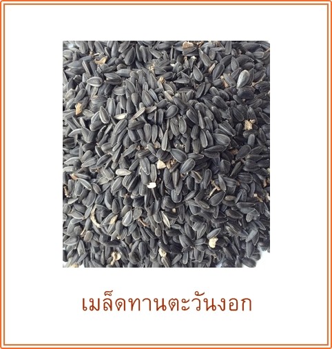 เมล็ดพันธุ์ทานตะวันงอก (ต้นอ่อนทานตะวัน)