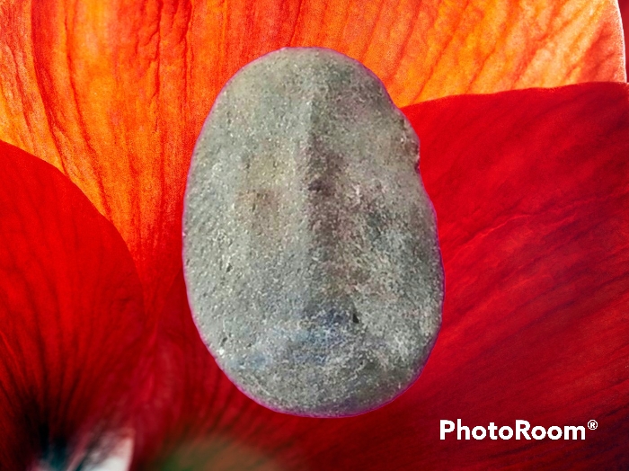 พระเม็ดบัว เจ้าคุณโพธิ์ วัดชัยพฤกษ์มาลา กรุงเทพมหานคร