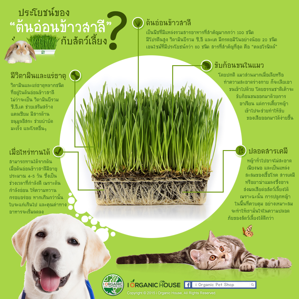 i Organic Grass ชุดปลูกต้นอ่อนข้าวสาลี สำหรับสัตว์เลี้ยง ขนาด 300 กรัม