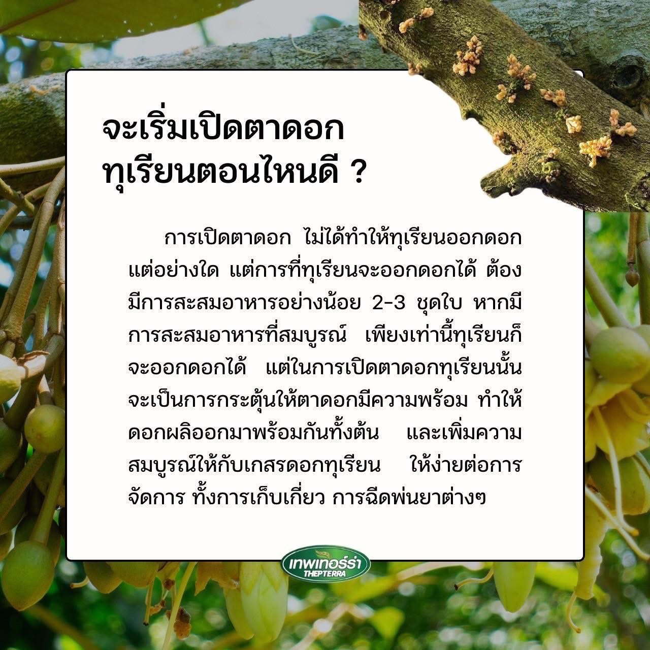 เทอร์ร่าซี