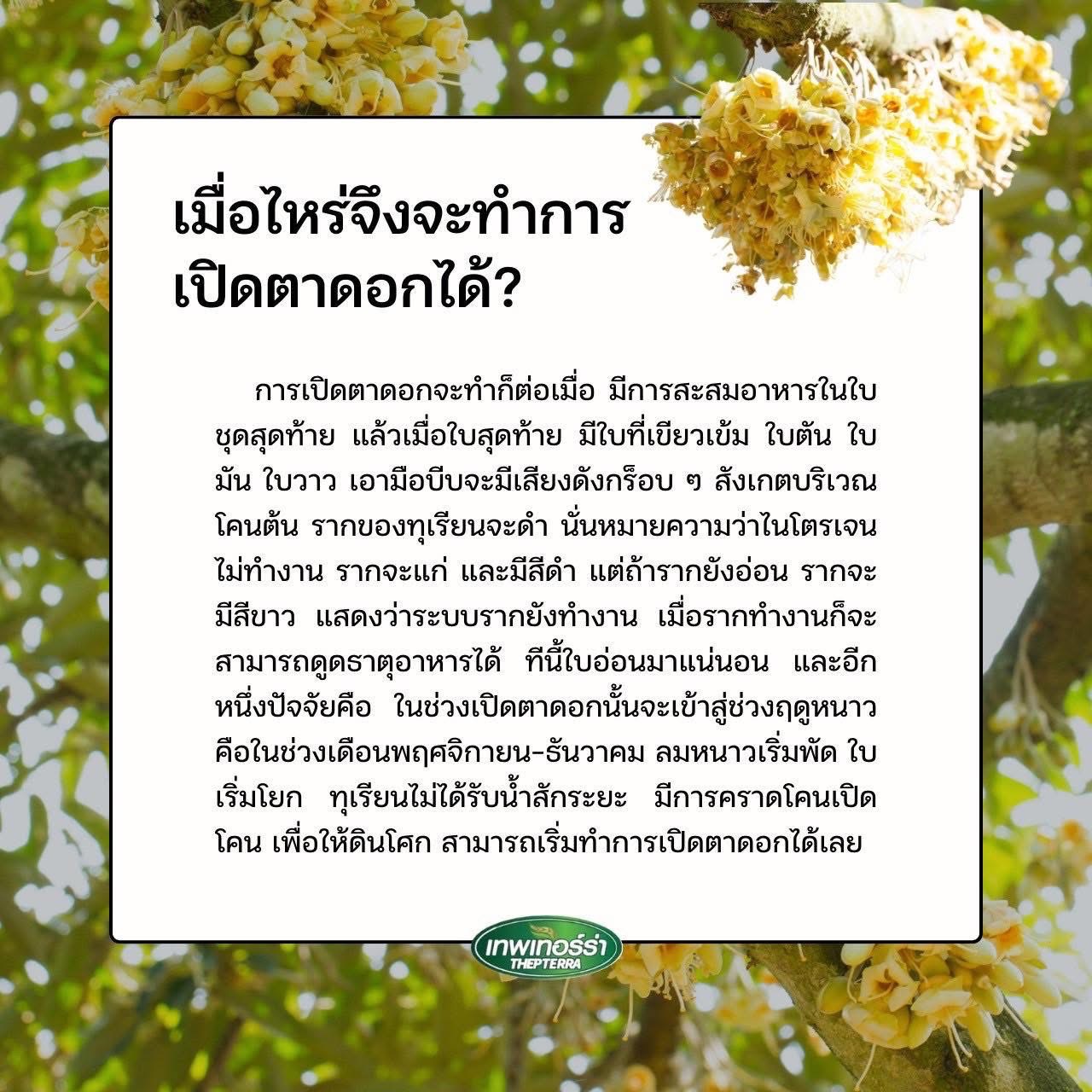 เทอร์ร่าซี