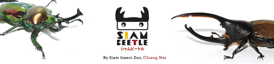 siambeetle