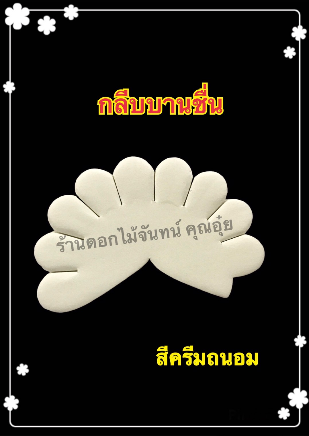 กลีบบานชื่น สีครีมถนอม