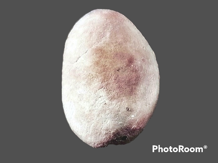 พระเม็ดบัว เจ้าคุณโพธิ์ วัดชัยพฤกษ์มาลา กรุงเทพมหานคร