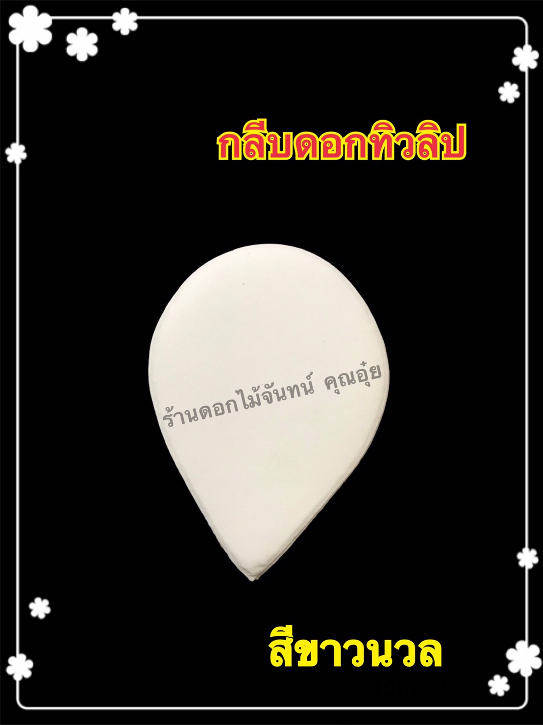 กลีบดอกทิวลิป สีขาวนวล