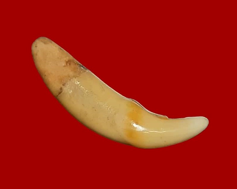 เขี้ยวเสือไฟ