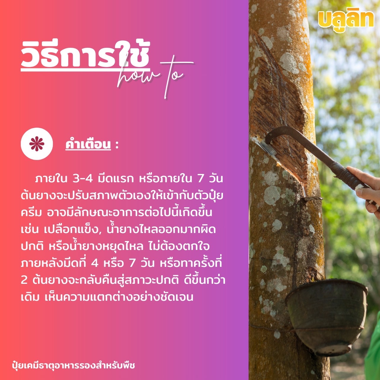 บลูลิท บำรุงต้นยางพารา