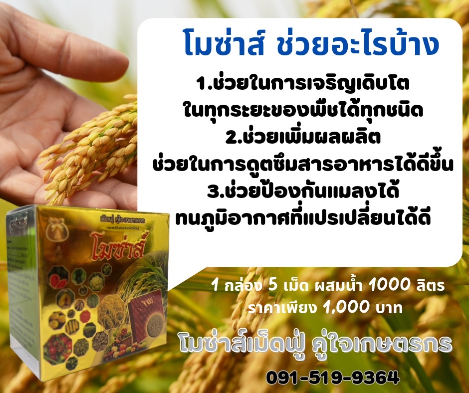 โมซ่าส์ กล่องใหม่ ปี 2566
