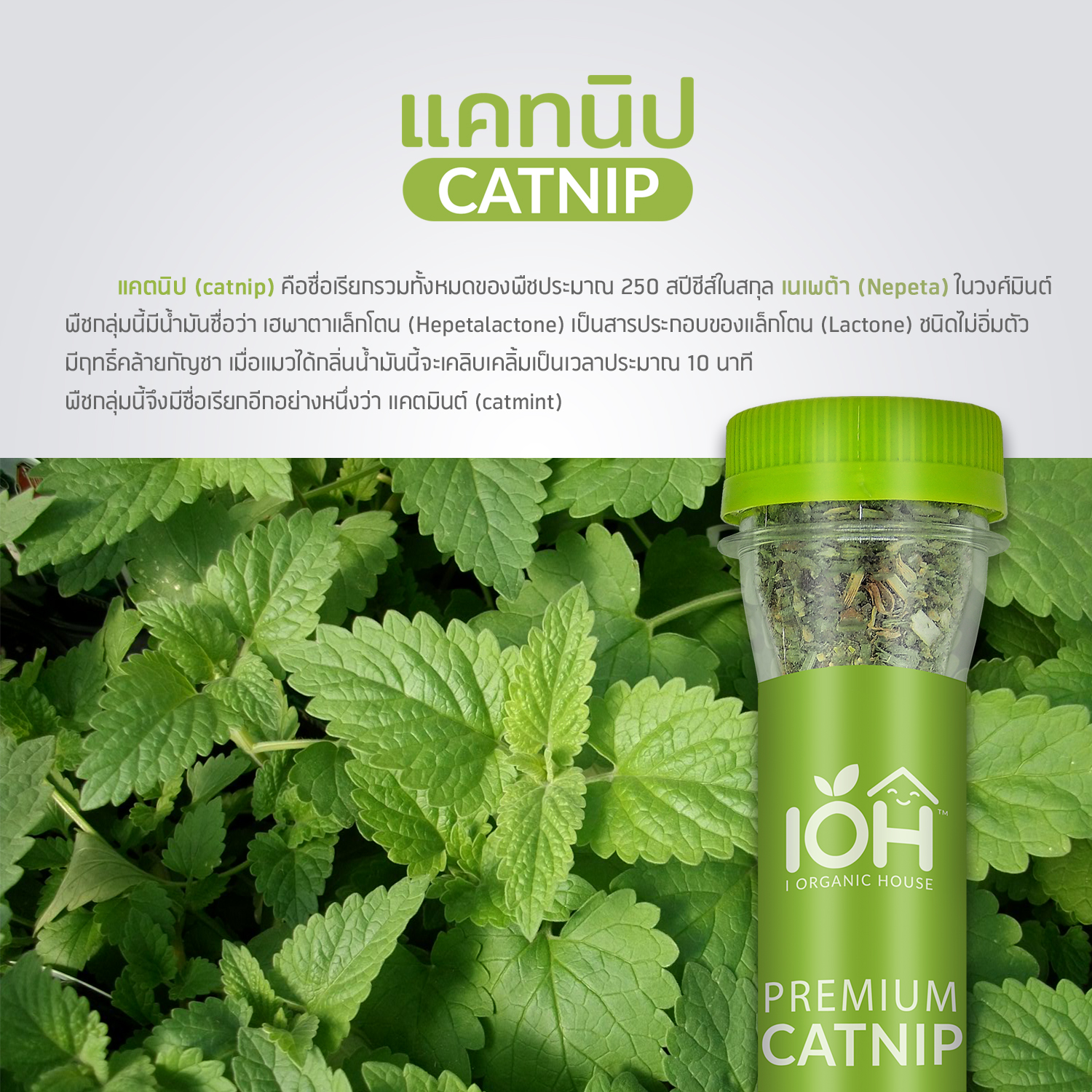 IOH PREMIUM CATNIP - LEAF AND BUD 100% Naturals แคทนิปผง สำหรับโรยของเล่นแมว