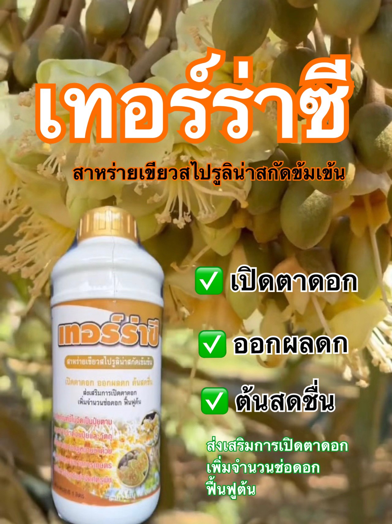 เทอร์ร่าซี