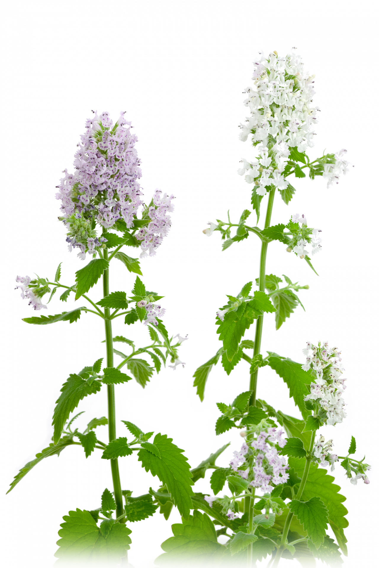 IOH Catnip Seeds from USA (Nepeta Cataria) เมล็ดแคทนิป สำหรับปลูก สมุนไพรสำหรับแมว 1 ซอง (20-30Seeds)