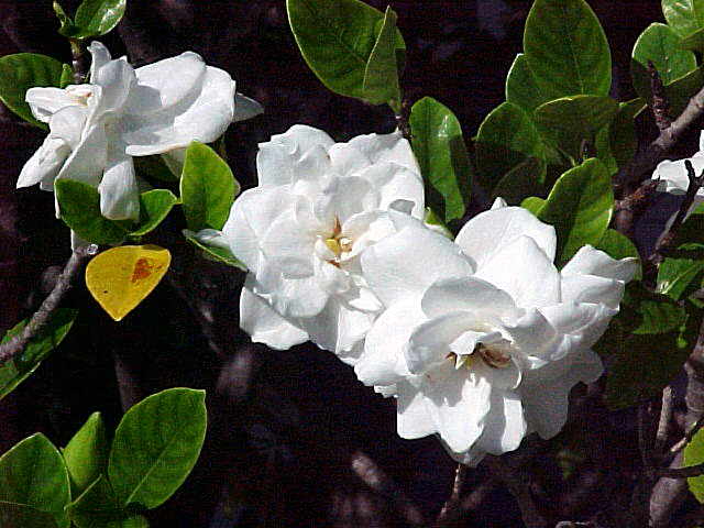 เจดีย์ไม้พุด ผอบ ตลับ ใส่ พระธาตุ แก่น แท้ สูง 12.5 ซม.(1) Pagoda Gardenia Ervatamia wood