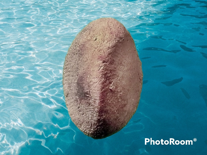 พระเม็ดบัว เจ้าคุณโพธิ์ วัดชัยพฤกษ์มาลา กรุงเทพมหานคร