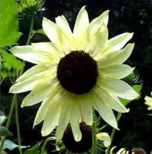 ทานตะวัน วานิลลา ไอซ์ ดอกสีขาวครีม Sunflower Vanilla Ice - เมล็ดพันธุ์ 100 บาท 8 เมล็ด