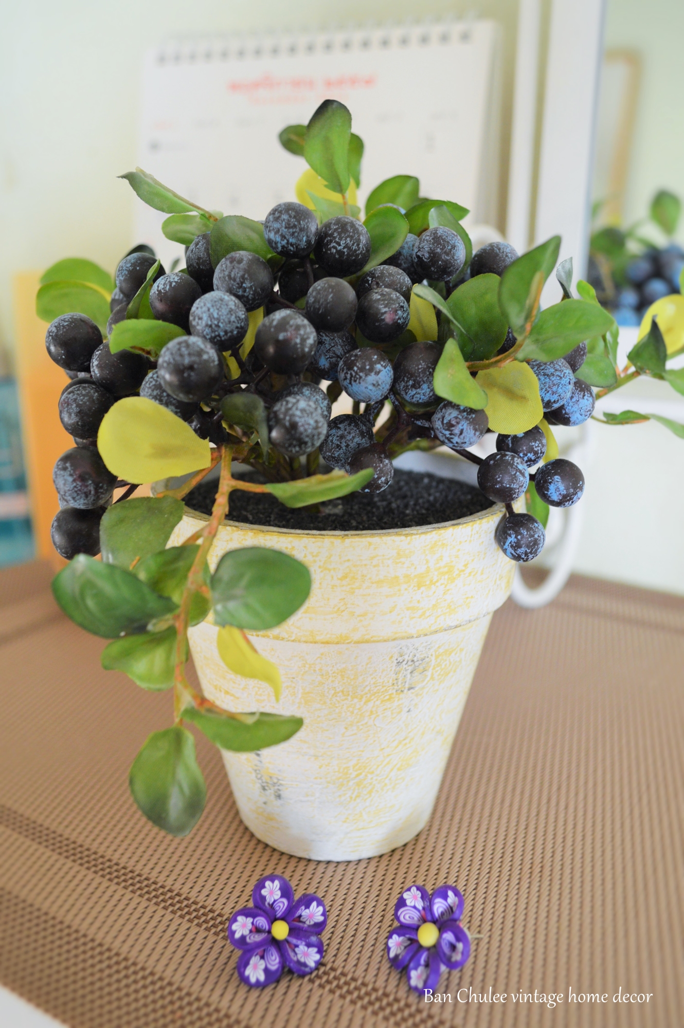 Blueberry In Flowerpot ต้นบลูเบอร์รี่ในกระถาง