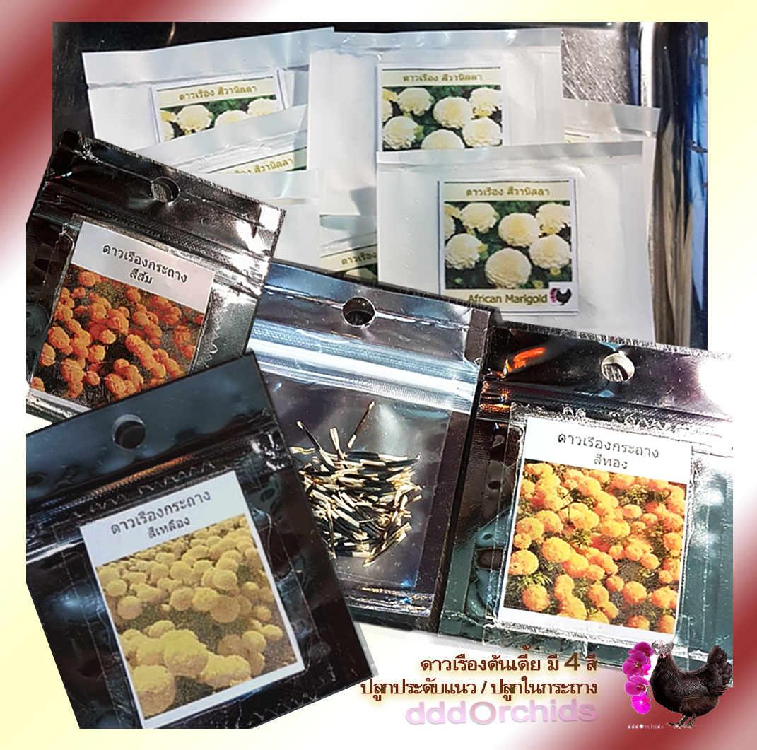 เมล็ดพันธุ์ดาวเรืองกระถาง ดอกสีเหลือง / สีส้ม / สีส้มทอง ดาวเรืองปลูกประดับแปลง หรือปลูกประดับขอบสวน ริมทางเดิน มีซองหลายปริมาณให้เลือก