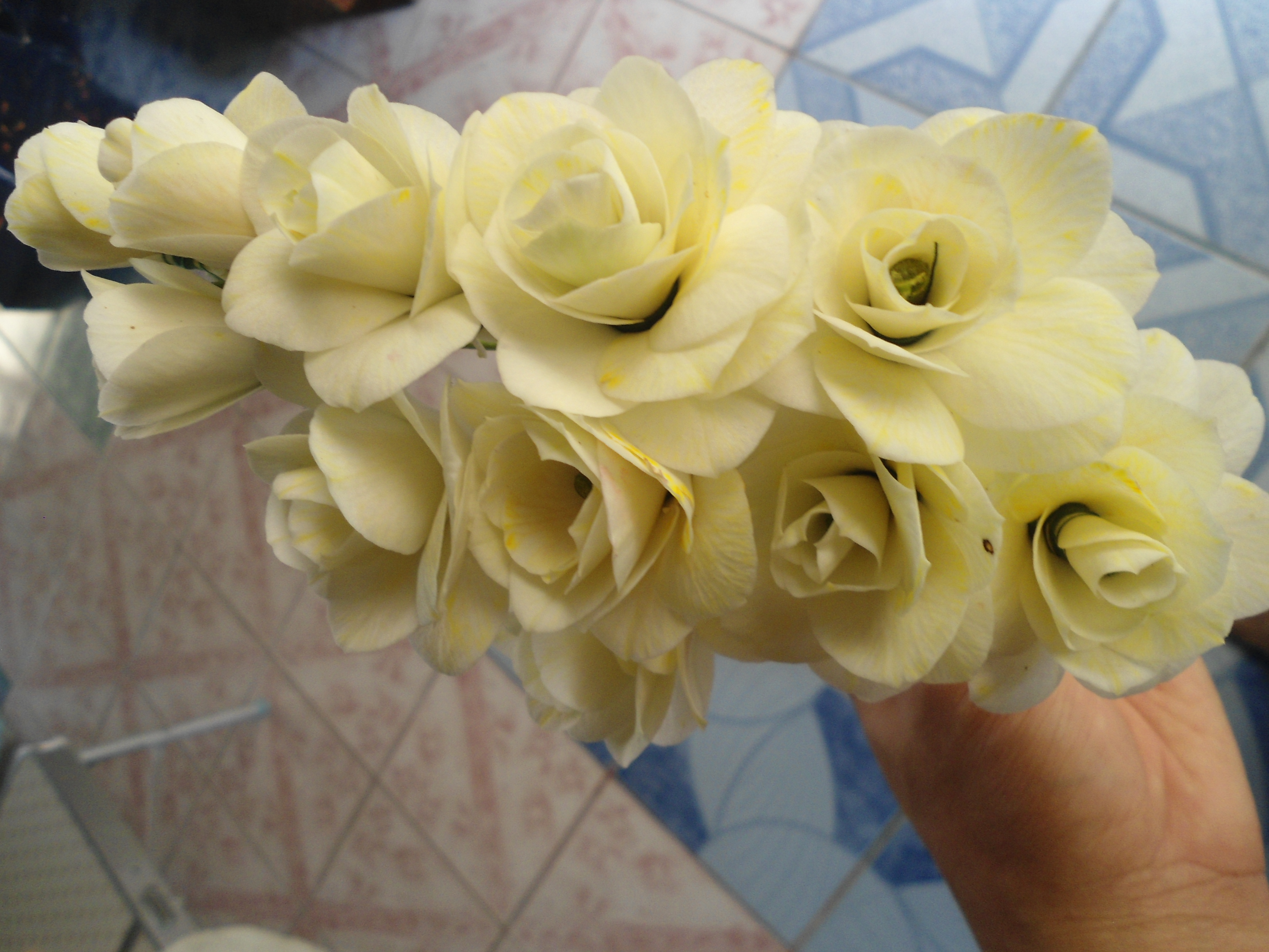 ช่อเอื้อง