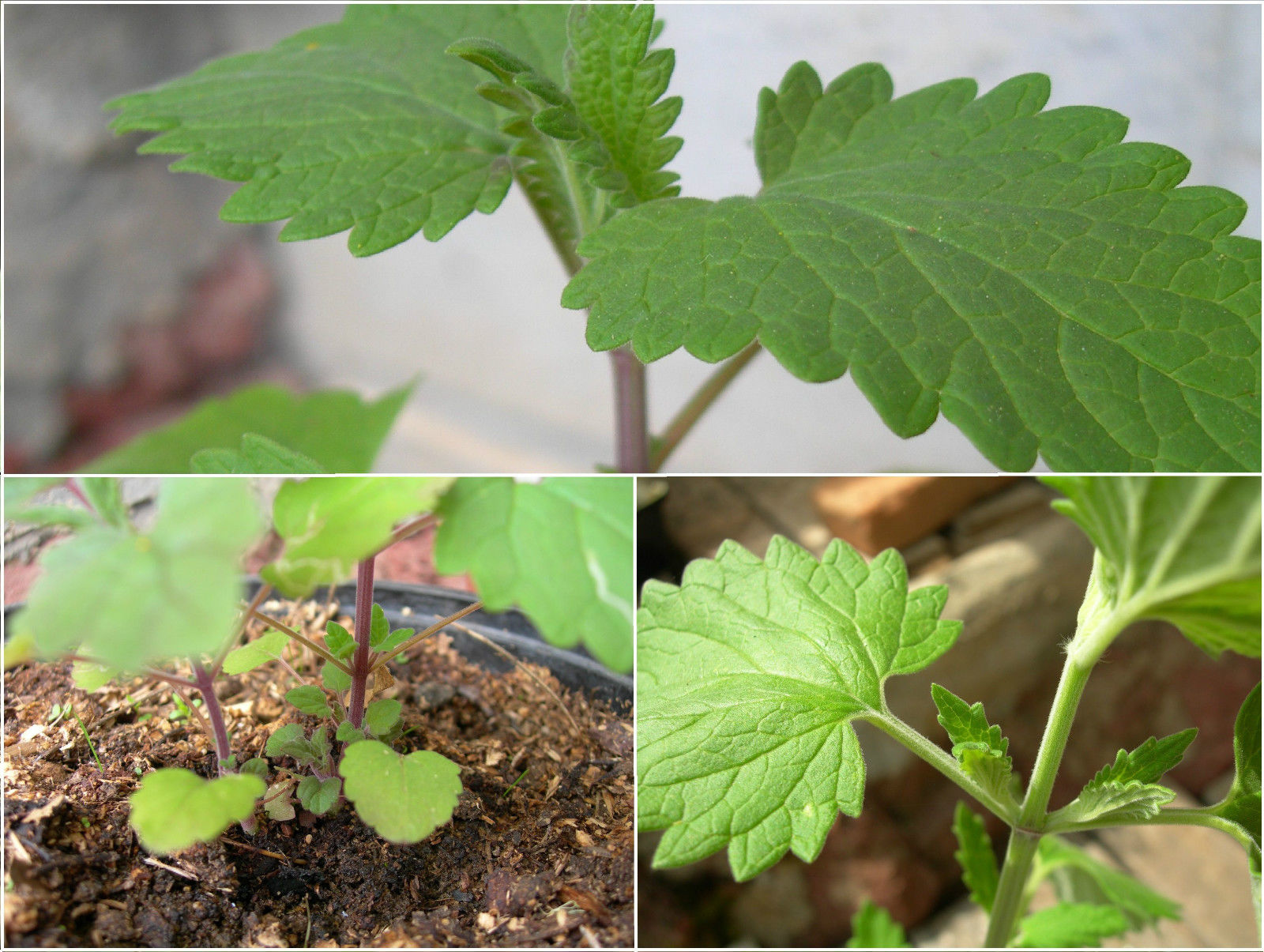 IOH Catnip Seeds from USA (Nepeta Cataria) เมล็ดแคทนิป สำหรับปลูก สมุนไพรสำหรับแมว 1 ซอง (20-30Seeds)