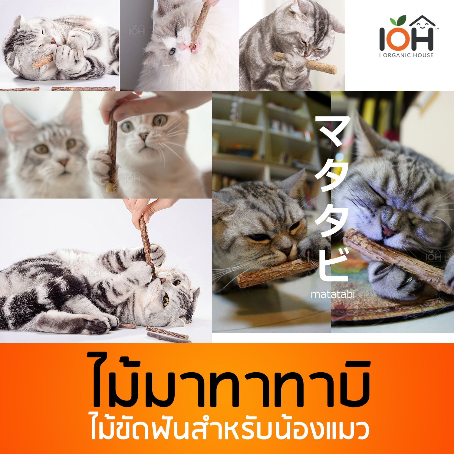 IOH Matatabi ไม้มาทาทาบิ แคทนิปญี่ปุ่น ไม้ขัดฟันแมว บรรจุ 5 ชิ้น/ซอง (ขนาด 1.5-2.0 cm)