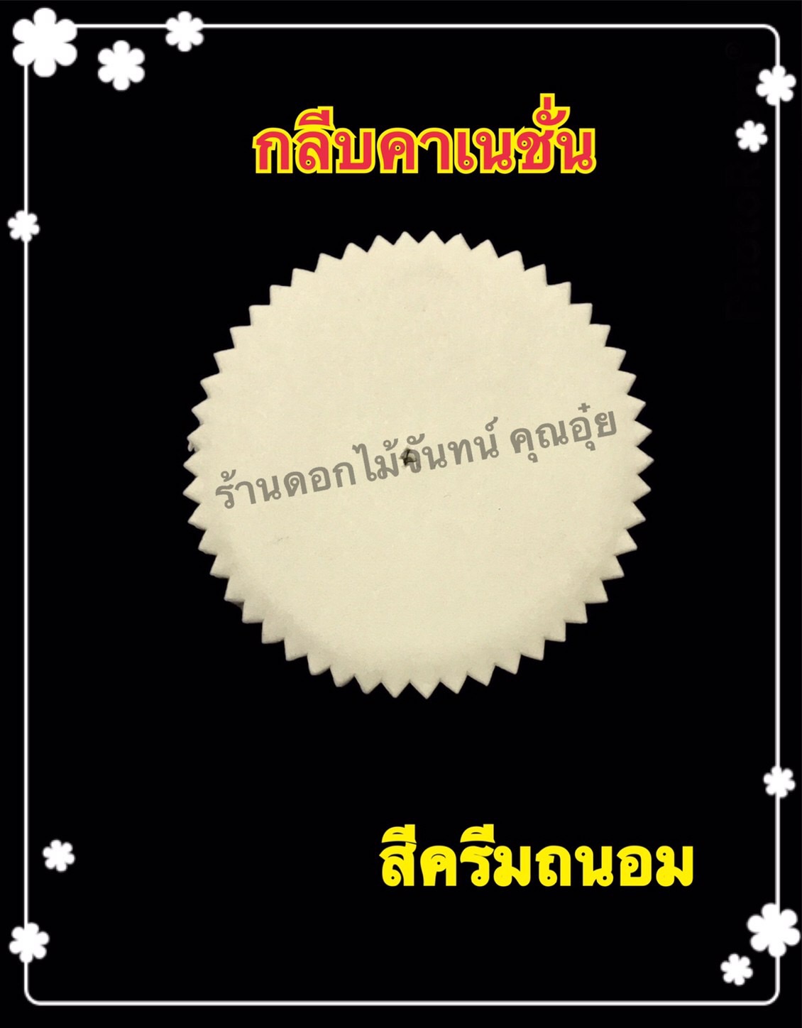 กลีบคาร์เนชั่น สีครีมถนอม