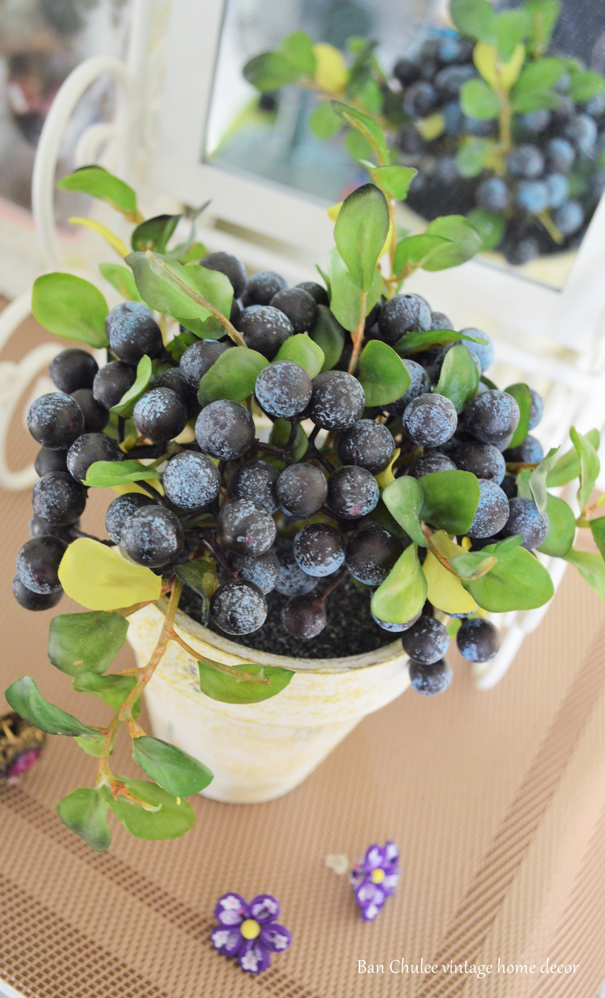 Blueberry In Flowerpot ต้นบลูเบอร์รี่ในกระถาง