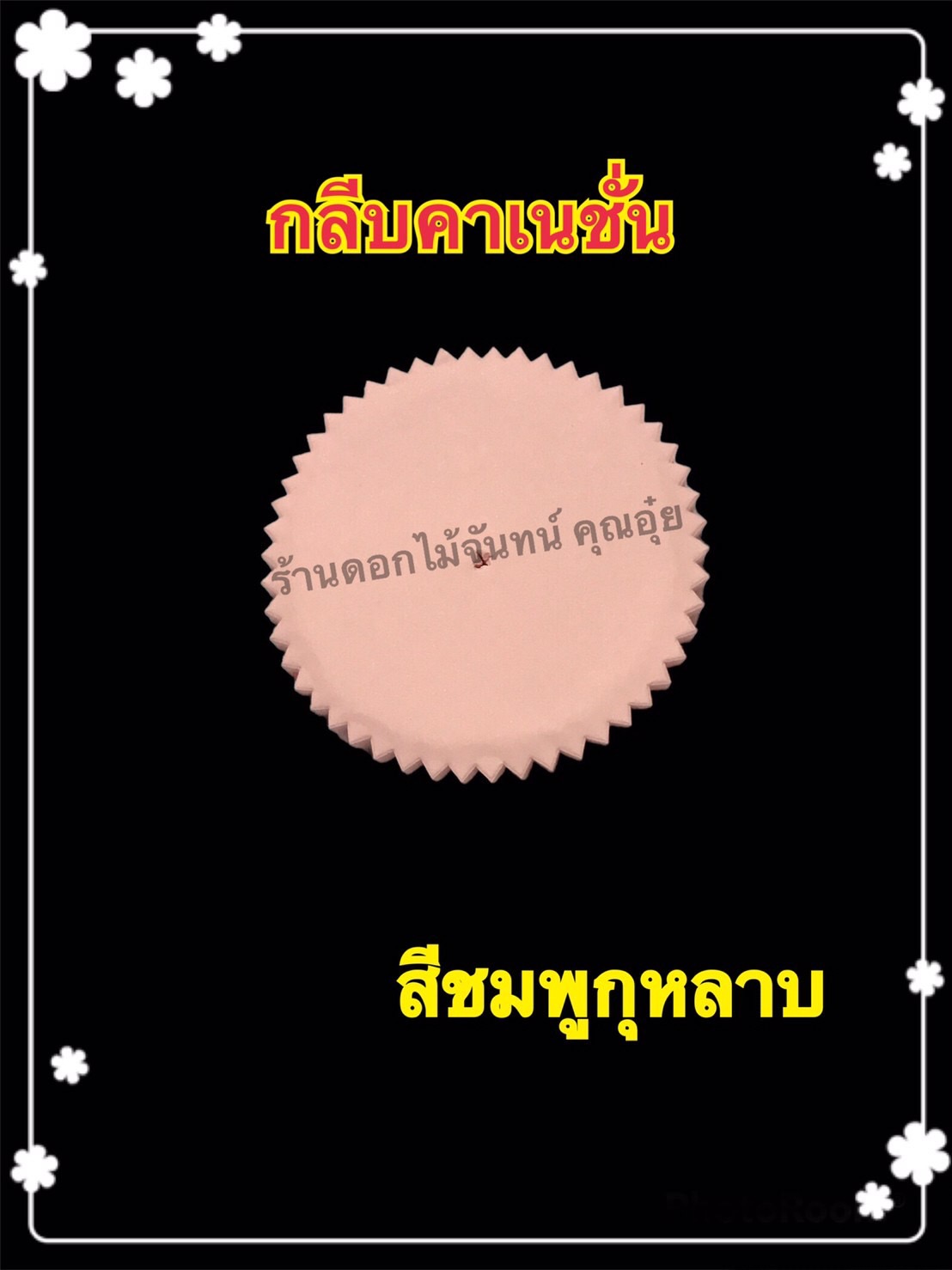 กลีบคาร์เนชั่น สีชมพูกุหลาบ