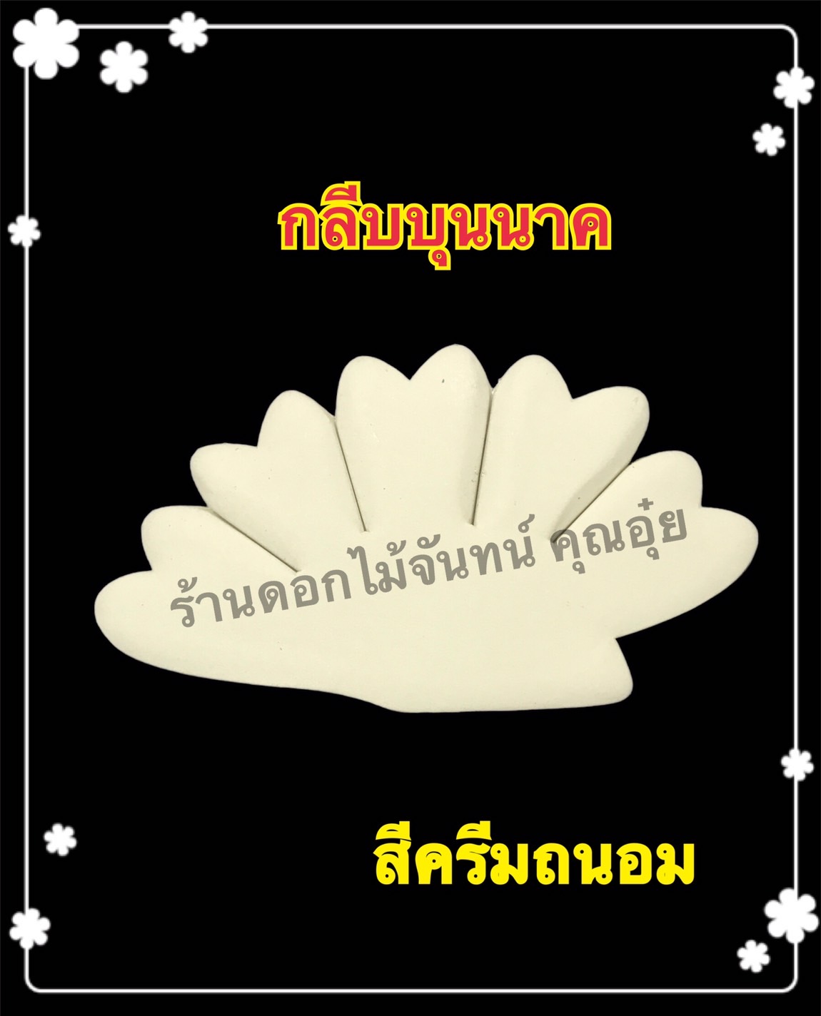 กลีบบุนนาค สีครีมถนอม
