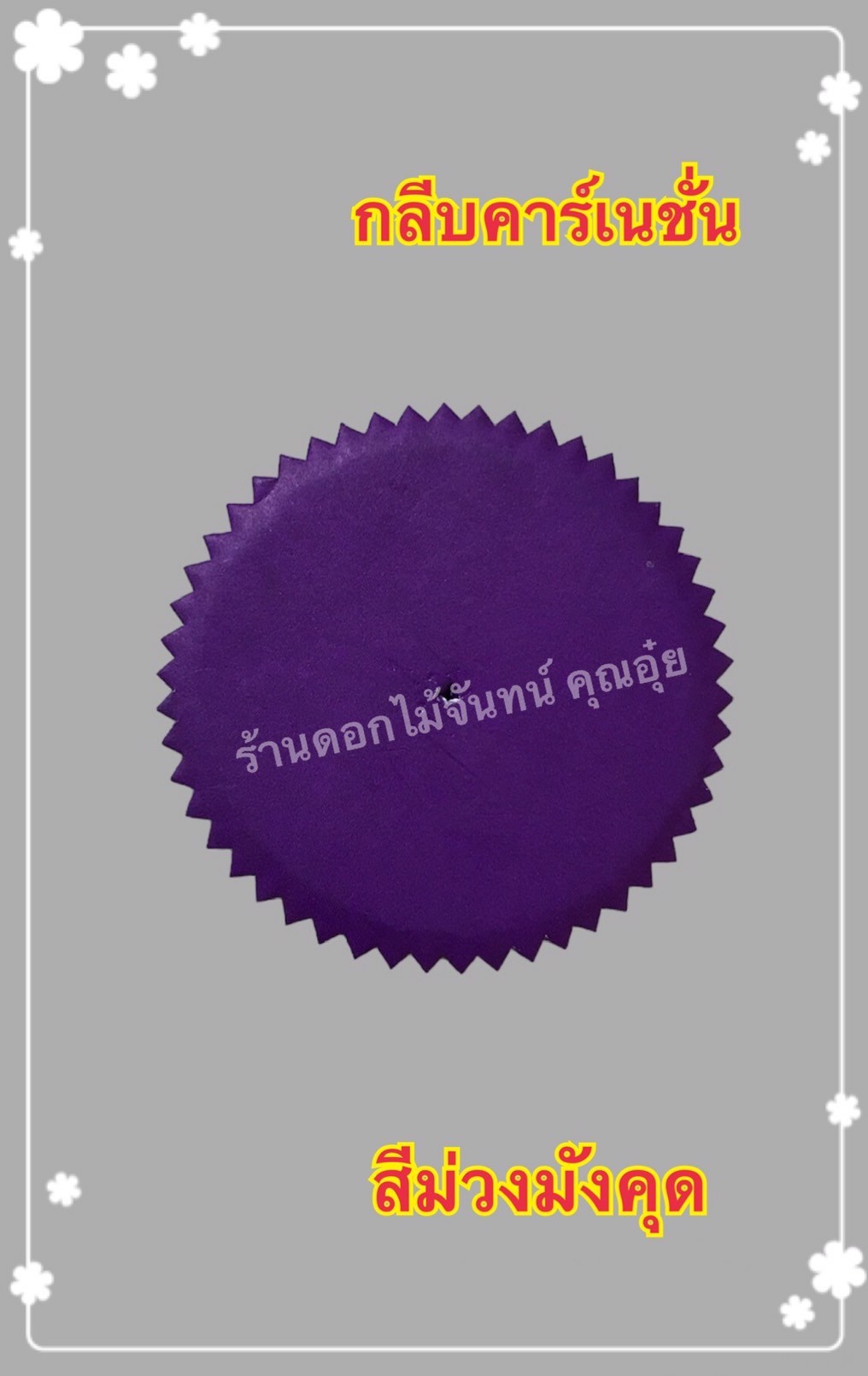 กลีบคาเนชั่น สีม่วงมังคุด