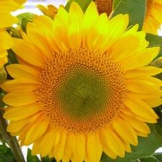 ทานตะวันวินเซนต์เฟรช Vincent Fresh Sunflower - เมล็ดพันธุ์ ทานตะวันก้านดอกแข็ง เหมาะตัดดอก 500 เมล็ด