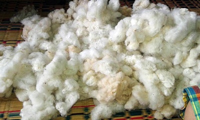 THAICOTTONSIVA ผ้าฝ้ายเข็นมือสีดอกฝ้าย (Cotton of Handwoven ( light brown)) สีดอกฝ้าย 100 CM