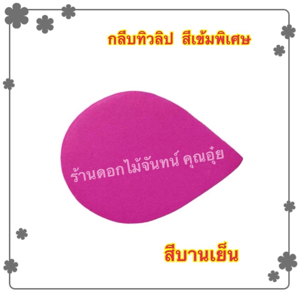 กลีบดอกทิวลิป สีบานเย็น