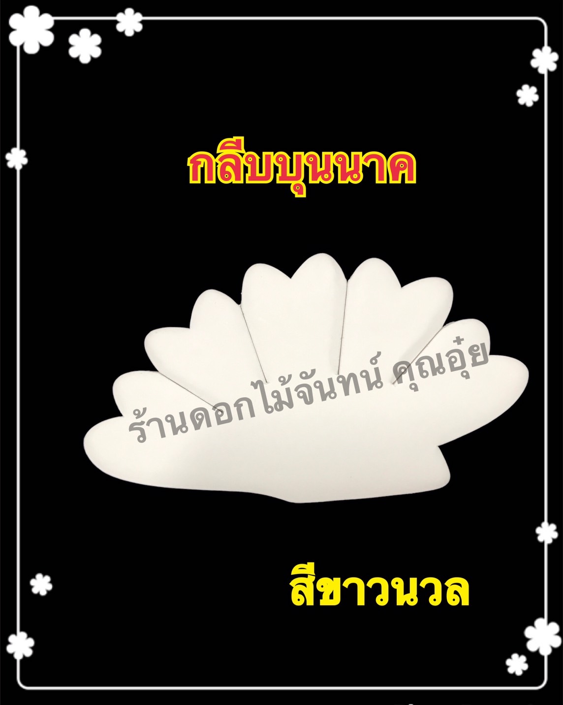 กลีบบุนนาค สีขาวนวล