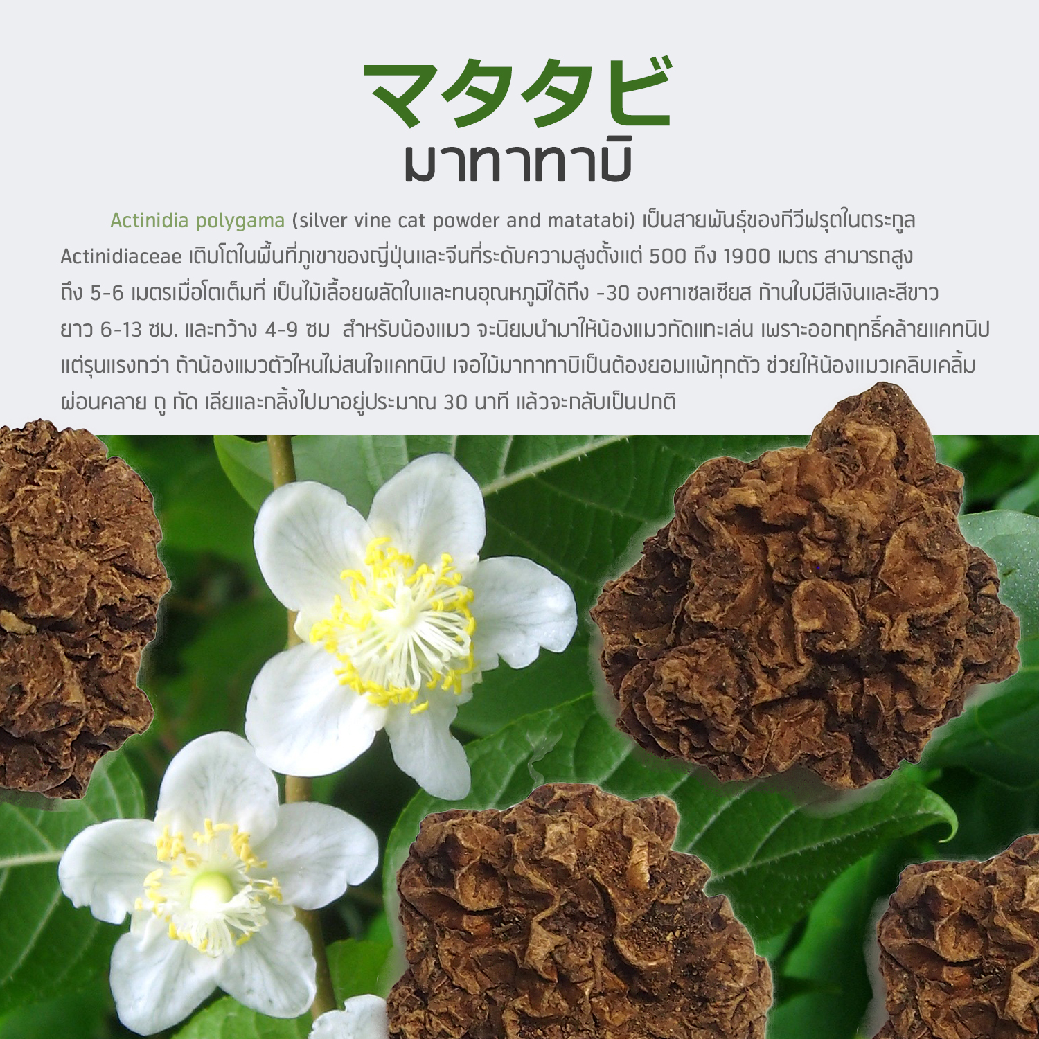 IOH ผลมาทาทาบิสด ตากแห้ง ออร์แกนิค 100% ของเล่นแมว สำหรับน้องแมว (พร้อมส่ง)