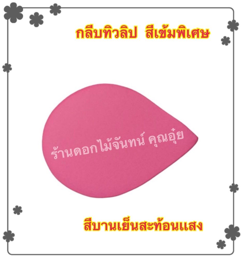 กลีบดอกทิวลิป สีบานเย็นสะท้อน