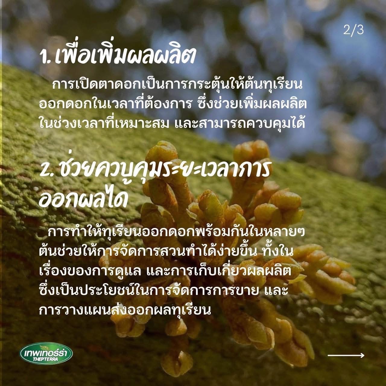 เทอร์ร่าซี