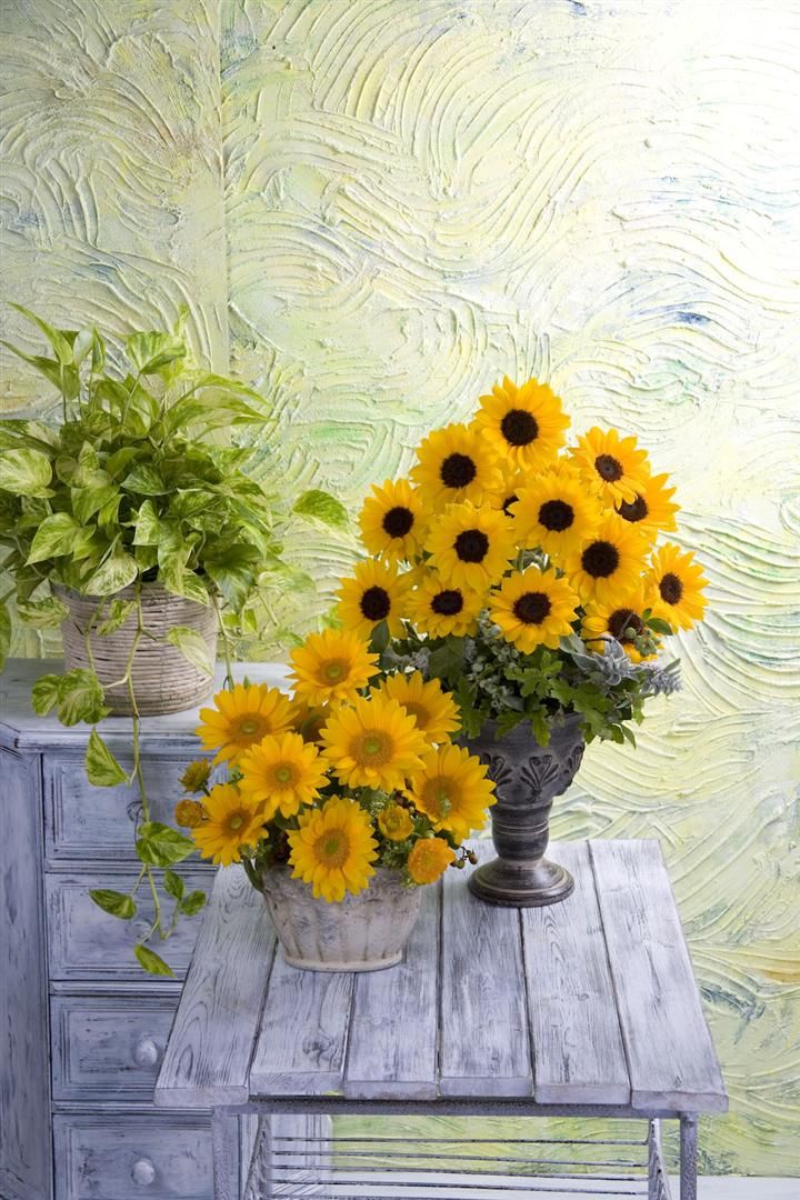 ทานตะวันวินเซนต์เฟรช Vincent Fresh Sunflower - เมล็ดพันธุ์ ทานตะวันก้านดอกแข็ง เหมาะตัดดอก 500 เมล็ด