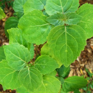 ยาดมสมุนไพร คุณเปรมา(กระปุกพลาสติก) จำนวน 1 กระปุก