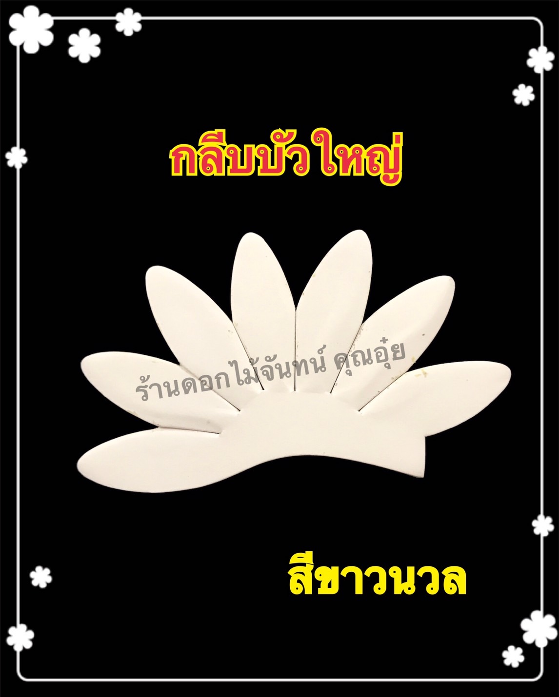 กลีบบัวใหญ่ สีขาวนวล