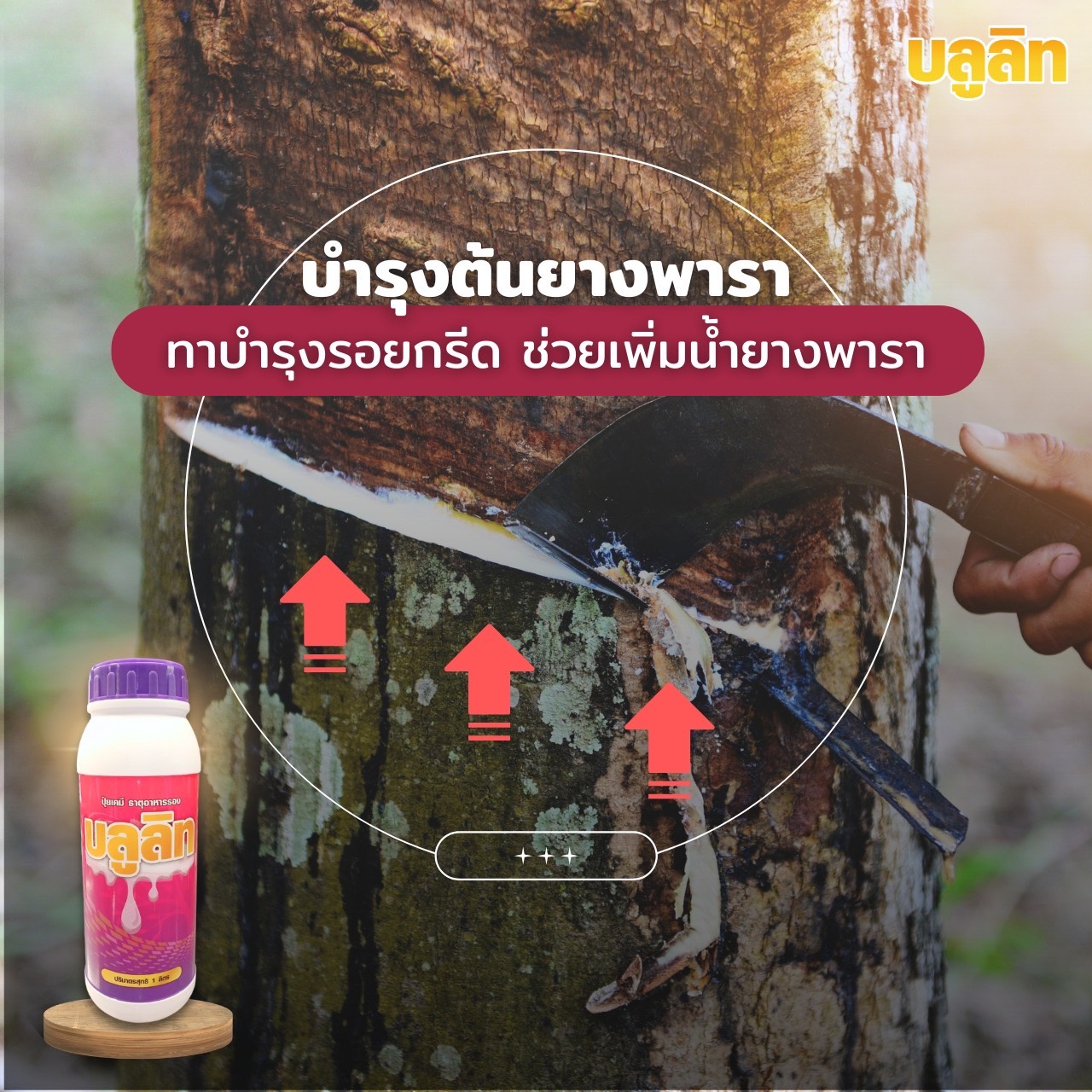 บลูลิท บำรุงต้นยางพารา