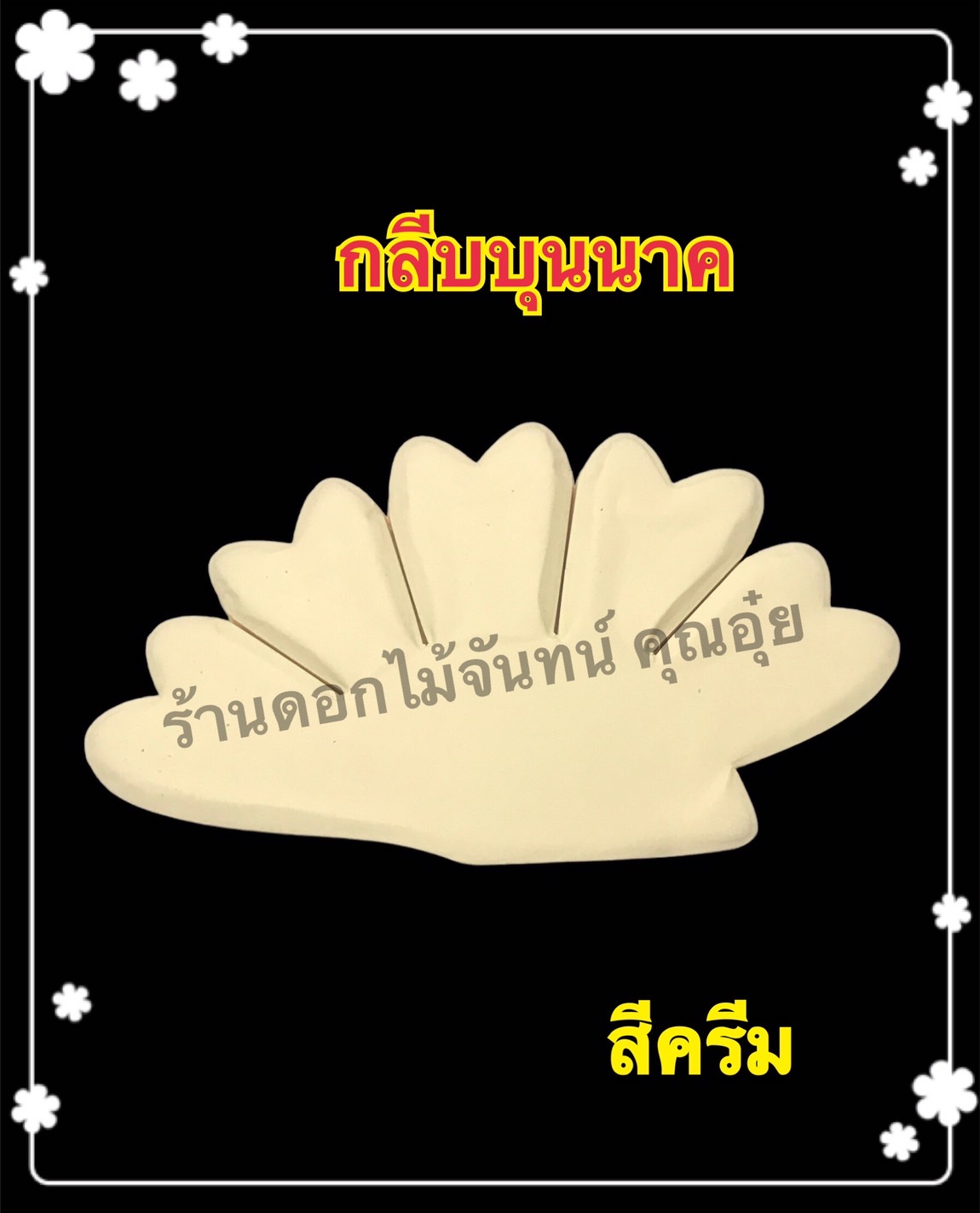 กลีบบุนนาค สีครีม