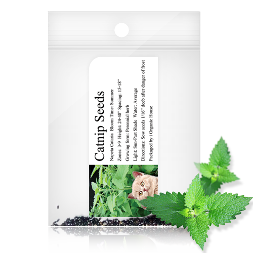 IOH Catnip Seeds from USA (Nepeta Cataria) เมล็ดแคทนิป สำหรับปลูก สมุนไพรสำหรับแมว 1 ซอง (20-30Seeds)